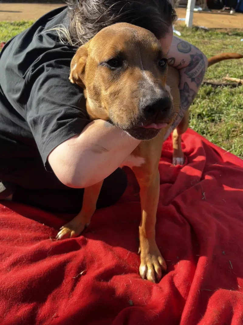 A young large-sized male Pit Bull Terrier dog named Diesel for adoption in Pottsboro, TX