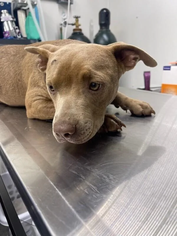 An adult small-sized male Brown / Chocolate Pit Bull Terrier dog named Tank for adoption in Linton, IN