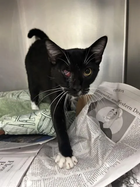 A young medium-sized male Domestic Short Hair cat named Butters for adoption in Dallas, TX
