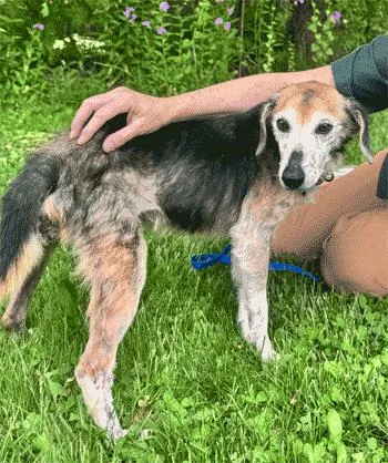 A senior small-sized female Tricolor (Brown, Black, & White) Beagle dog named Jenga for adoption in West Decatur, PA