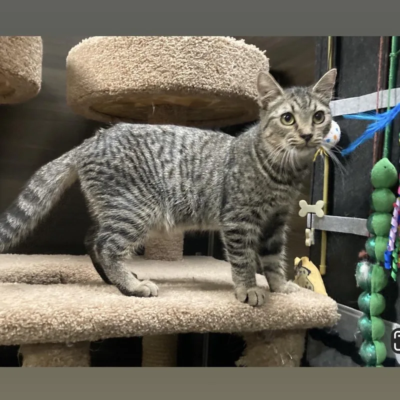 A young small-sized male Brown / Chocolate Domestic Short Hair cat named Chief for adoption in Hemet, CA