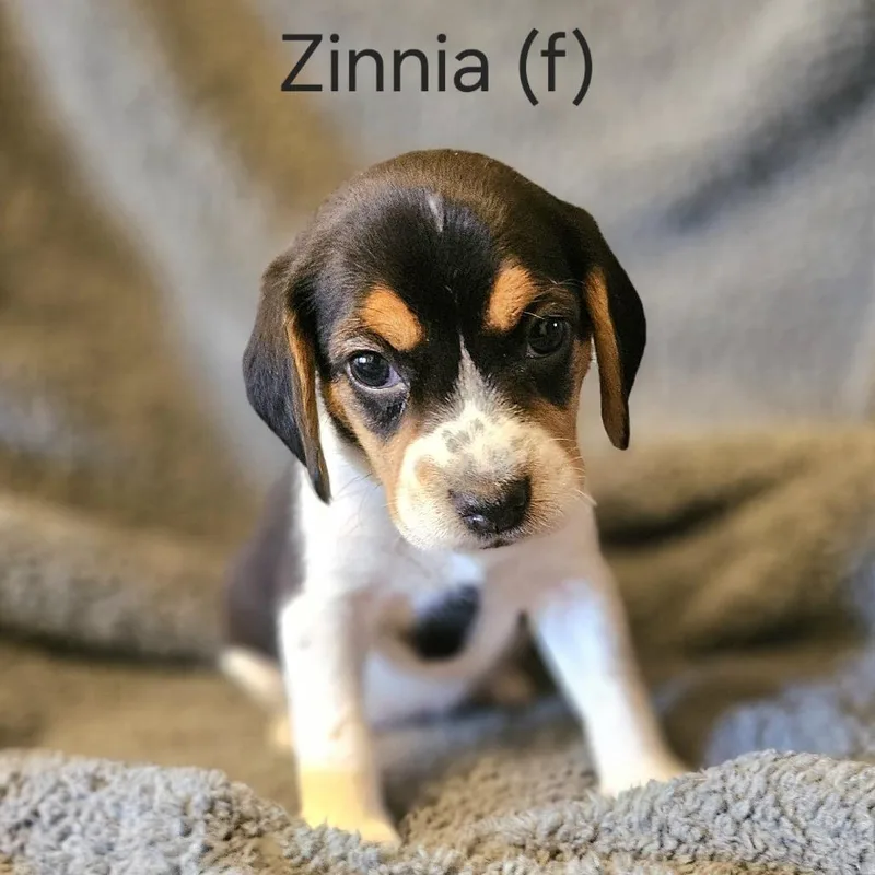 A baby small-sized female Black Beagle dog named Dahlia Pup  Zinnia for adoption in Fairfax Station, VA