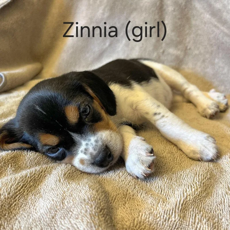 Dahlia Pup  Zinnia thumbnail 2