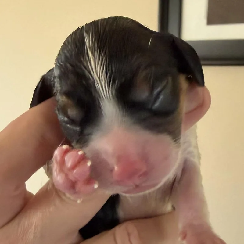 Dahlia Pup  Zinnia thumbnail 3