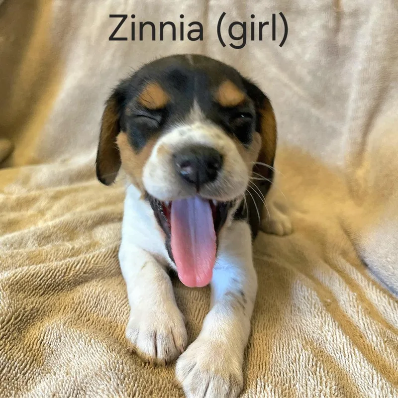 Dahlia Pup  Zinnia thumbnail 4