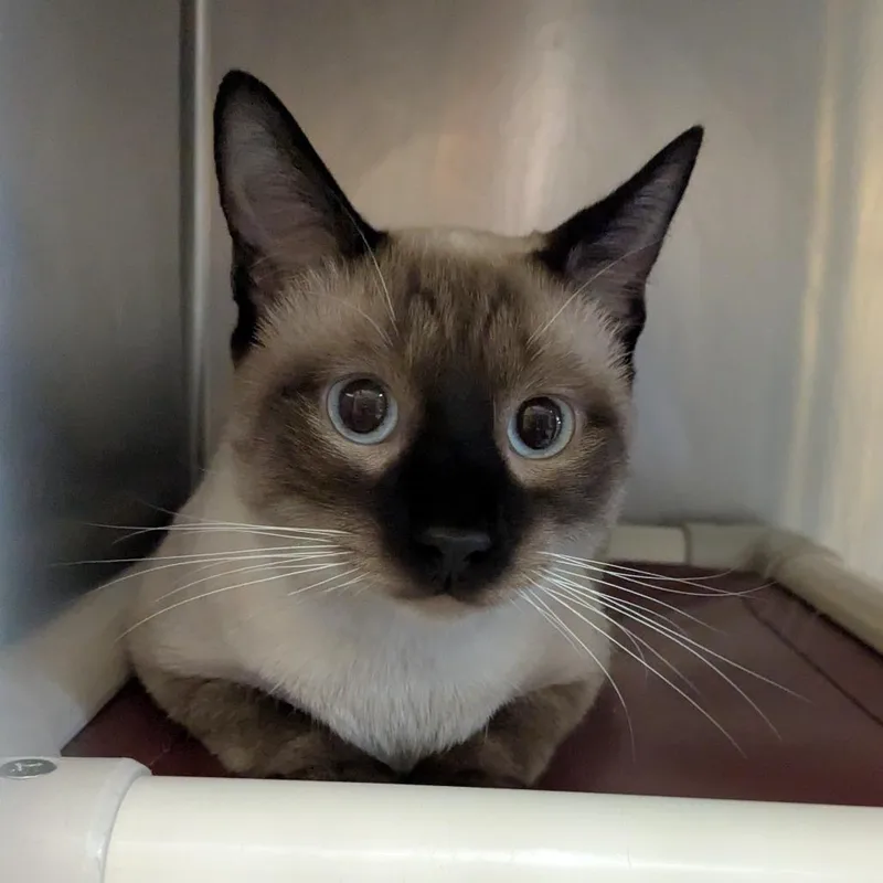 An adult small-sized male Seal Point Siamese cat named Silo for adoption in Huntsville, AR
