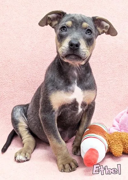 A baby small-sized female Fox Terrier dog named Ethel for adoption in Mason, MI