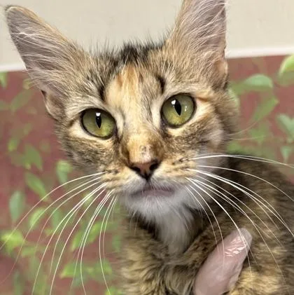 A young small-sized female Domestic Short Hair cat named Rory for adoption in San Antonio, TX
