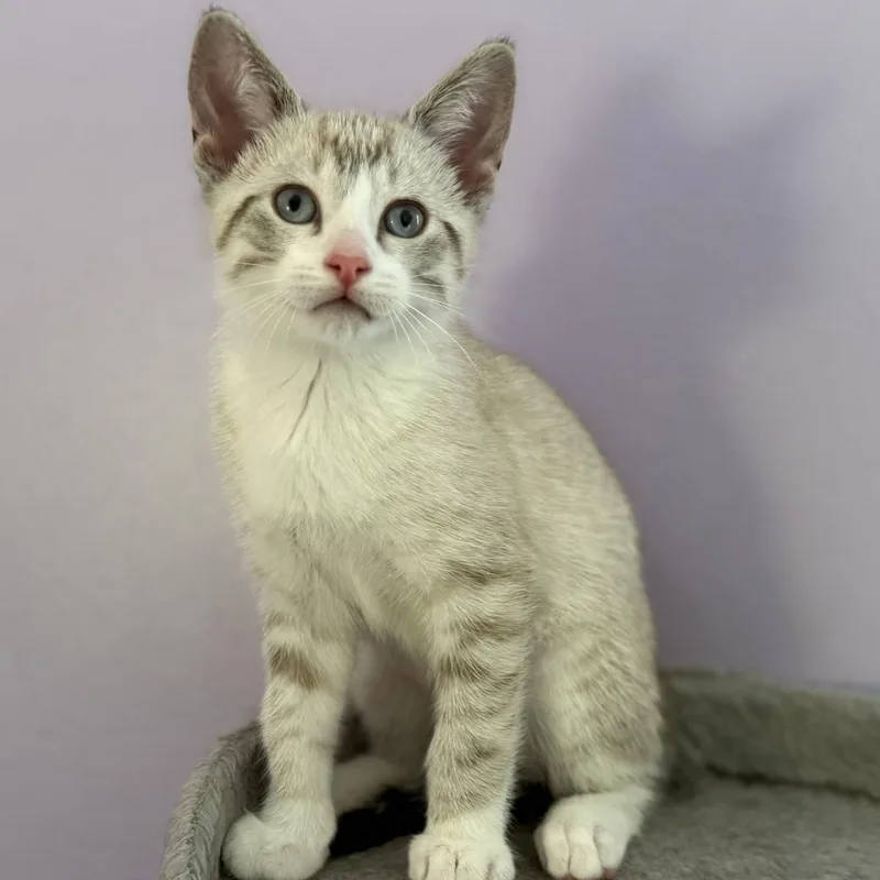 A baby medium-sized male Seal Point Domestic Short Hair cat named Catan for adoption in Garden City, MI