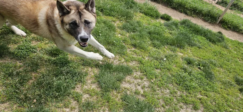 An adult large-sized male Apricot / Beige Akita dog named Pepsi for adoption in Benton Harbor, MI