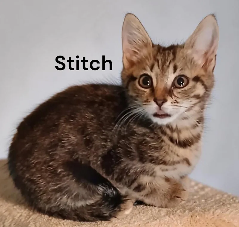 A baby medium-sized male Tabby cat named Stitch for adoption in Weems, VA