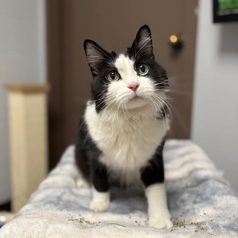 A senior medium-sized female Black Domestic Medium Hair cat named Aunt Jet for adoption in Fargo, ND