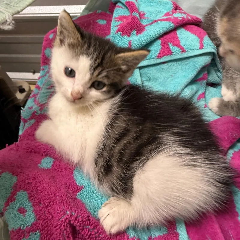 A baby small-sized male Brown / Chocolate American Bobtail cat named Yosemite for adoption in Brownsboro, AL