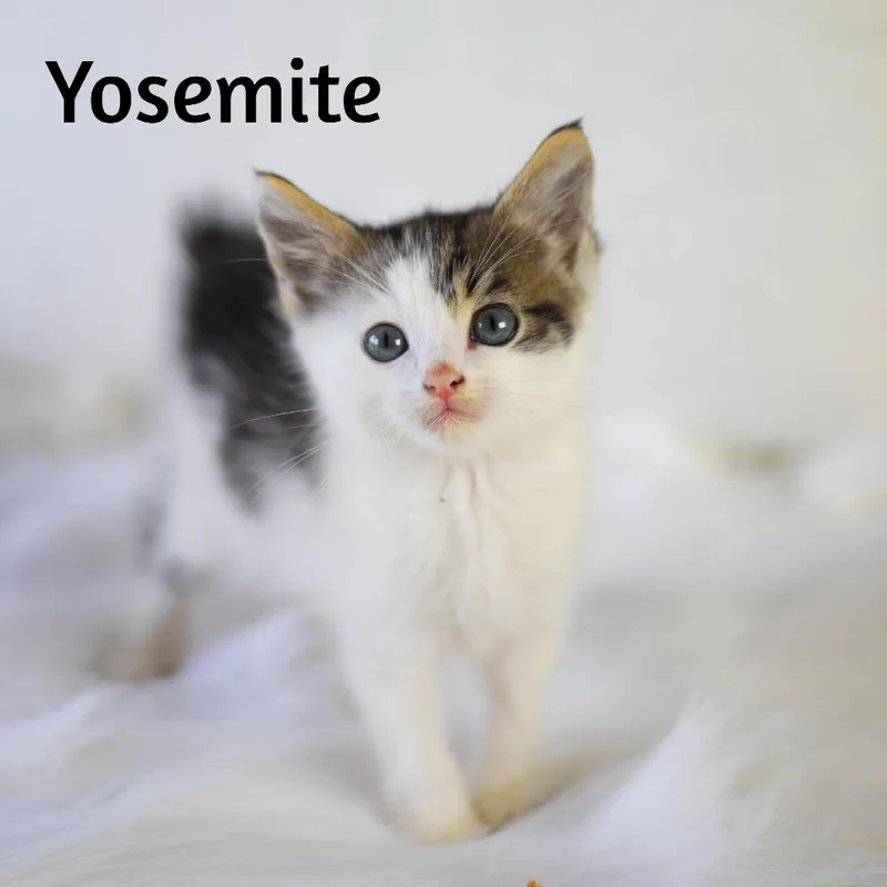 Yosemite thumbnail 2