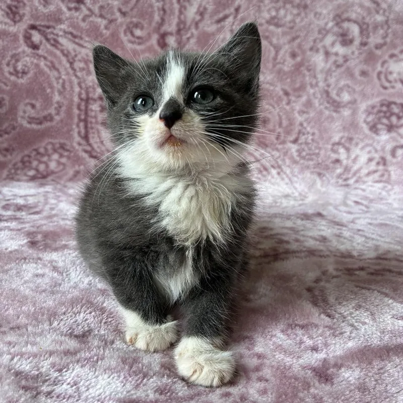A baby small-sized male Gray / Blue / Silver Domestic Short Hair cat named Evian for adoption in Middle Village, NY