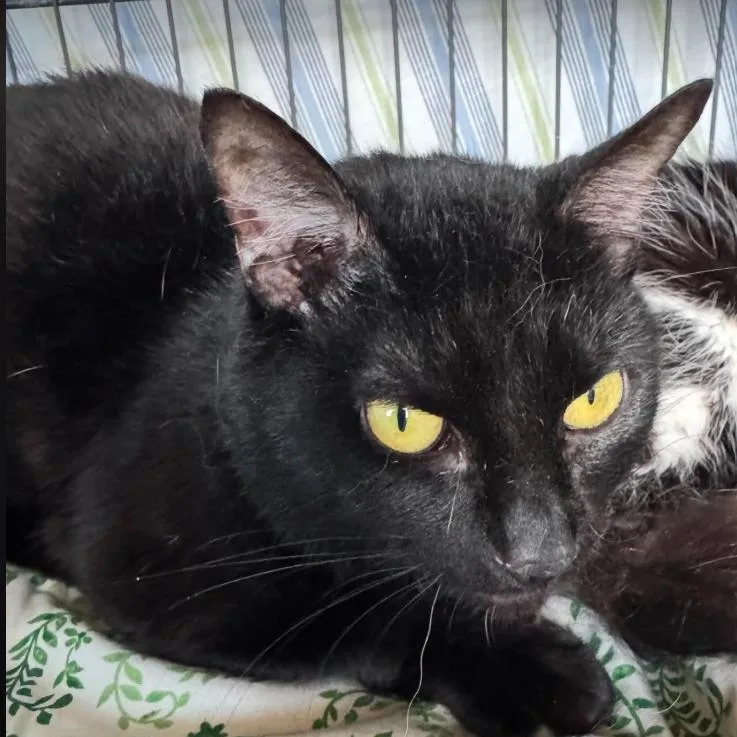 An adult medium-sized male Black Domestic Short Hair cat named Major for adoption in Gordonsville, TN