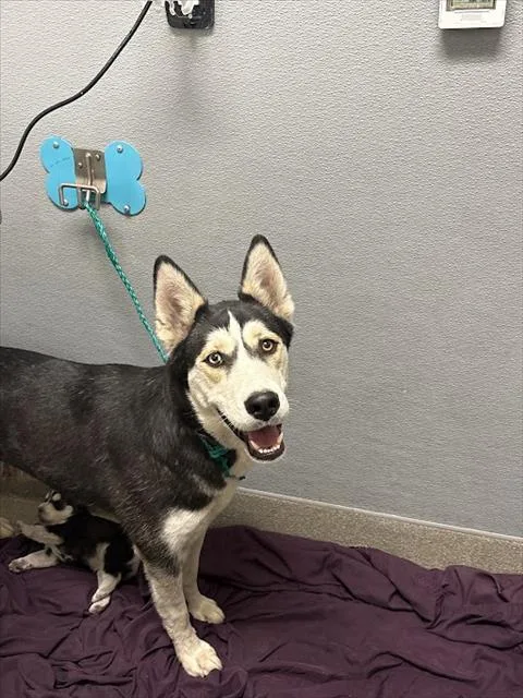 A young medium-sized female Siberian Husky dog named Penny for adoption in Las Vegas, NV