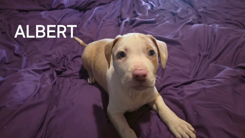 A baby medium-sized male American Bulldog dog named Albert for adoption in Winter haven, FL