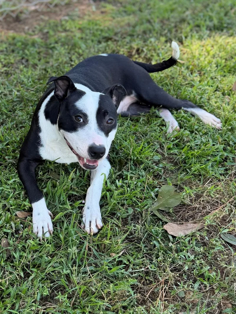 An adult medium-sized female Black Mixed Breed dog named Dahlia for adoption in Summerdale, AL
