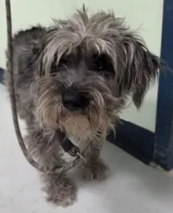 An adult small-sized male Mixed Breed dog named Griffin for adoption in Savannah, GA