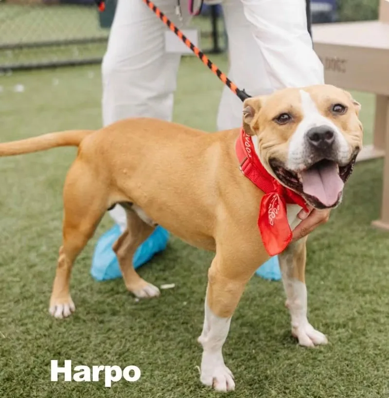 An adult medium-sized male White / Cream Pit Bull Terrier dog named Harpo for adoption in Newfoundland, NJ