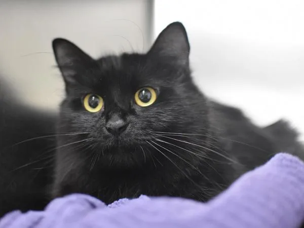 An adult small-sized female Domestic Medium Hair cat named Silly for adoption in Portland, OR