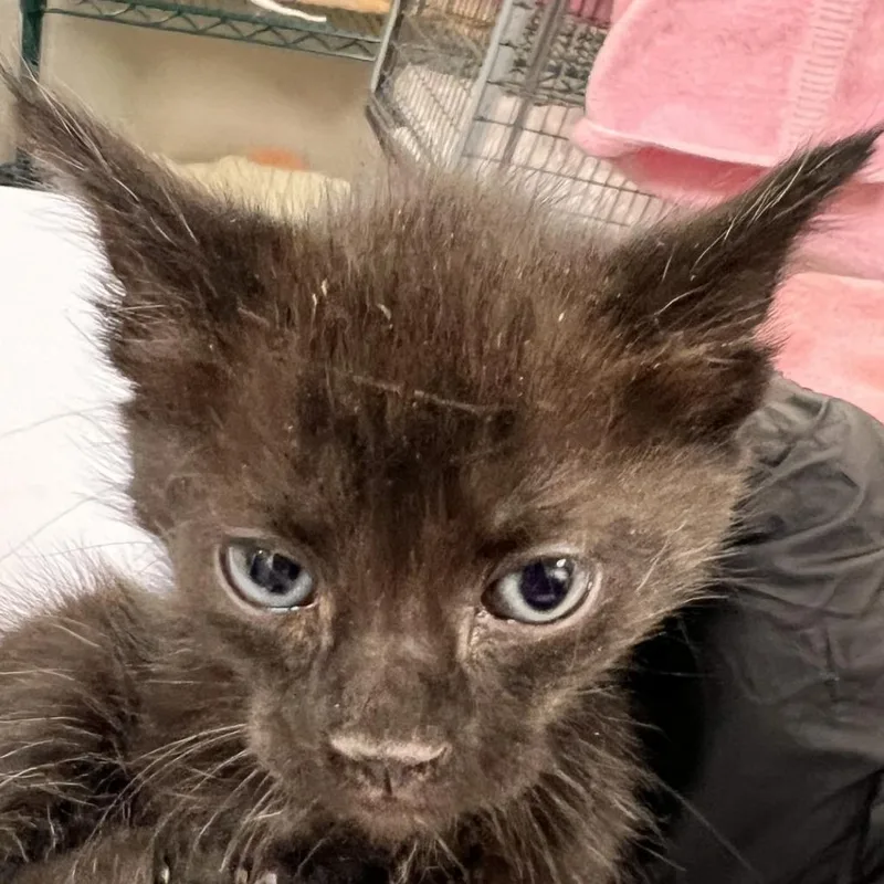 A baby small-sized female Black Domestic Short Hair cat named Lara for adoption in Las Cruces, NM