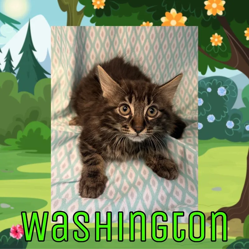 A baby small-sized male Gray / Blue / Silver Domestic Long Hair cat named Washington for adoption in Royse City, TX
