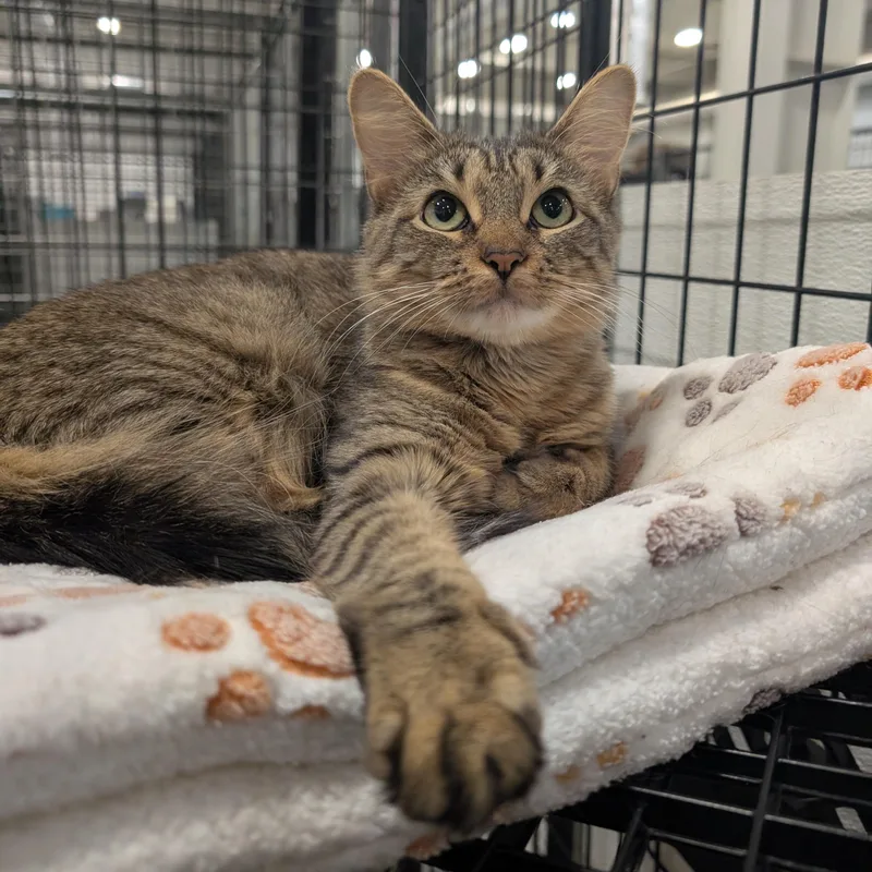 A baby medium-sized female Tabby (Tiger Striped) Domestic Short Hair cat named Anastasia for adoption in Columbus, OH