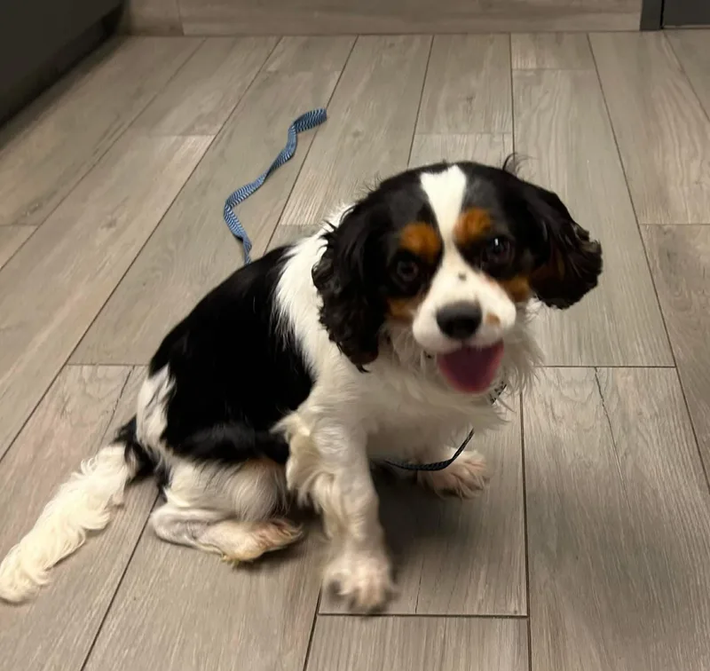 An adult small-sized male Cavalier King Charles Spaniel dog named Grady for adoption in Anniston, AL