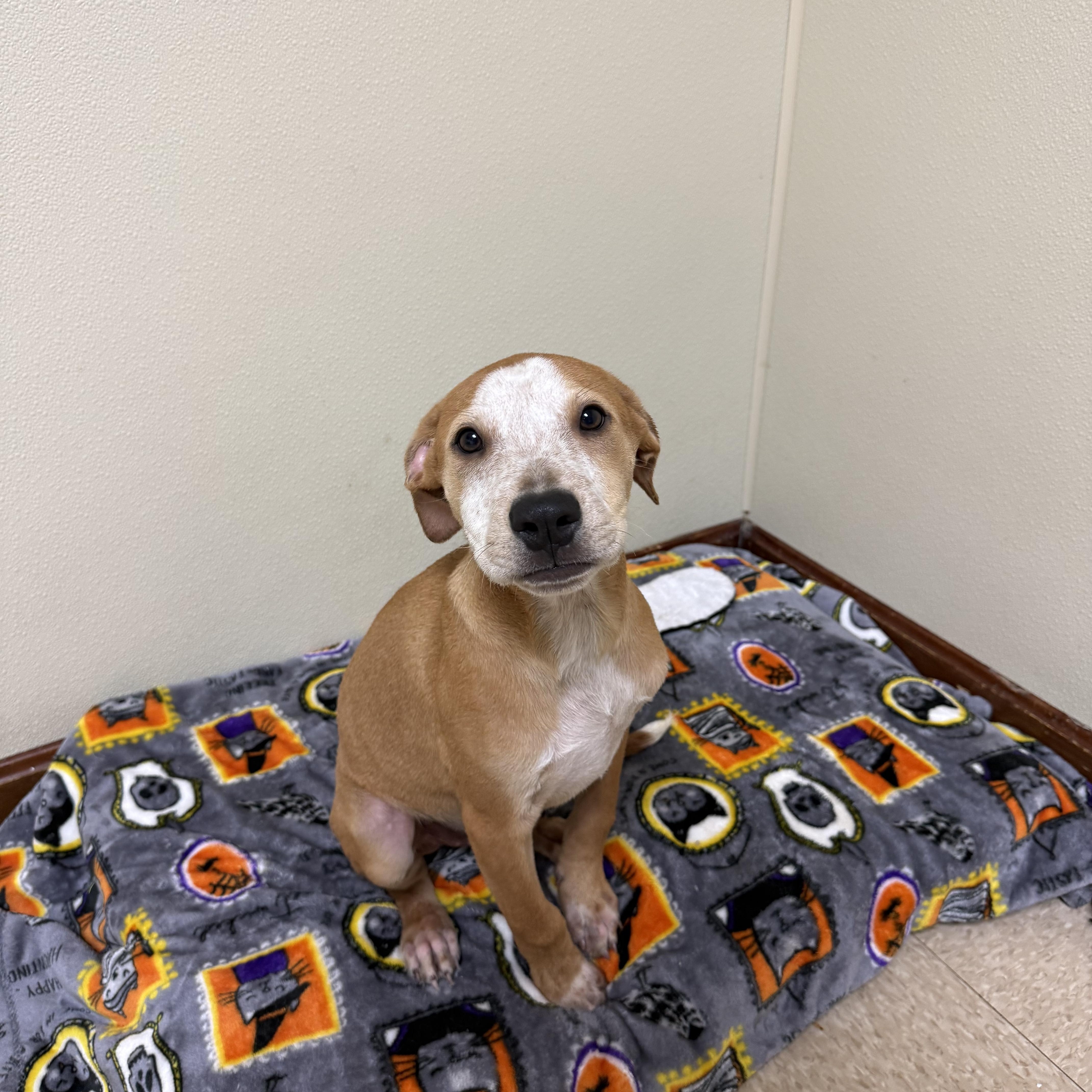 A baby medium-sized male White / Cream Mixed Breed dog named Tanner for adoption in Douglas, MA