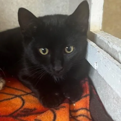 A baby small-sized male Domestic Short Hair cat named Alvez and Gideon for adoption in Hutchinson, MN