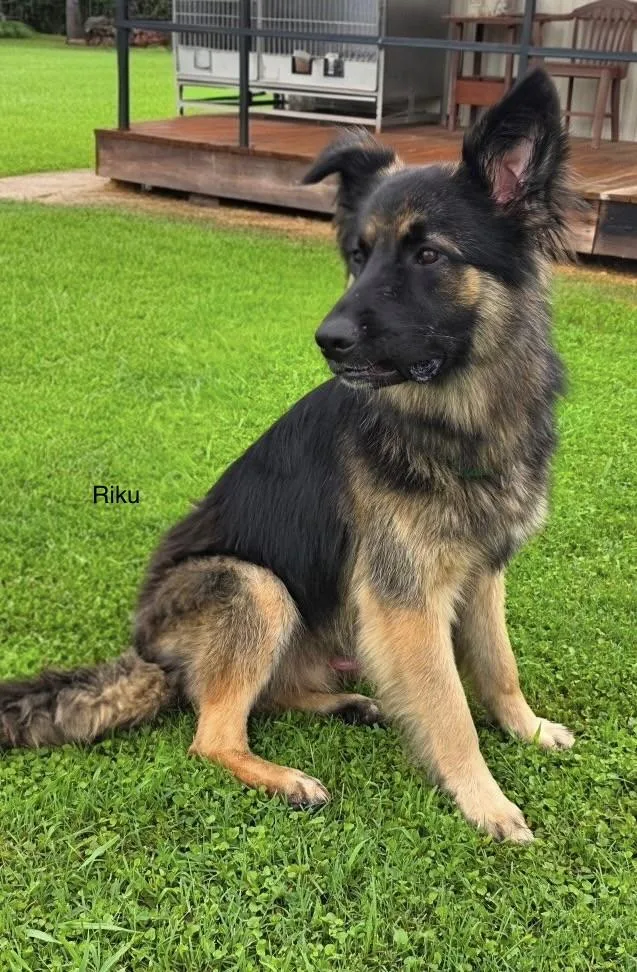 An adult large-sized male German Shepherd Dog dog named Riku for adoption in Rome, GA