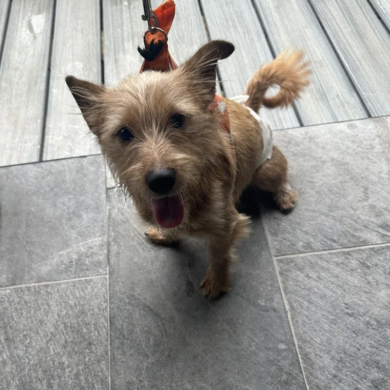 A young small-sized male Apricot / Beige Australian Terrier dog named Brownie HHD for adoption in Austin, TX
