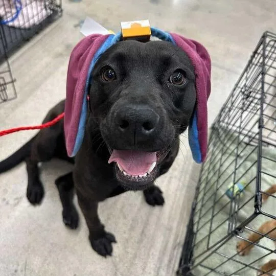 An adult medium-sized female Black Pit Bull Terrier dog named Bixby for adoption in Turlock, CA