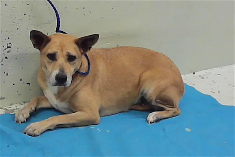 An adult medium-sized female Labrador Retriever dog named Guinea Pig for adoption in Houston, TX