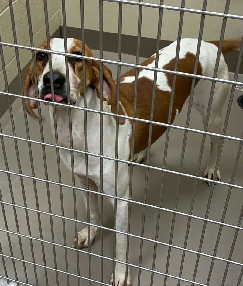 A young medium-sized female Hound dog named Okapi for adoption in Christiansburg, VA
