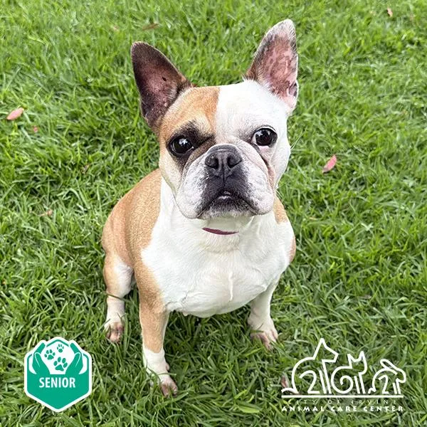 An adult medium-sized female Boston Terrier dog named Daisy for adoption in Irvine, CA