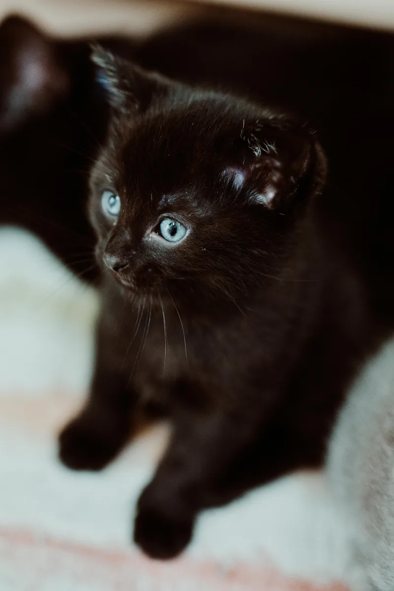 A baby small-sized female Domestic Short Hair cat named Kuro for adoption in Le Mars, IA