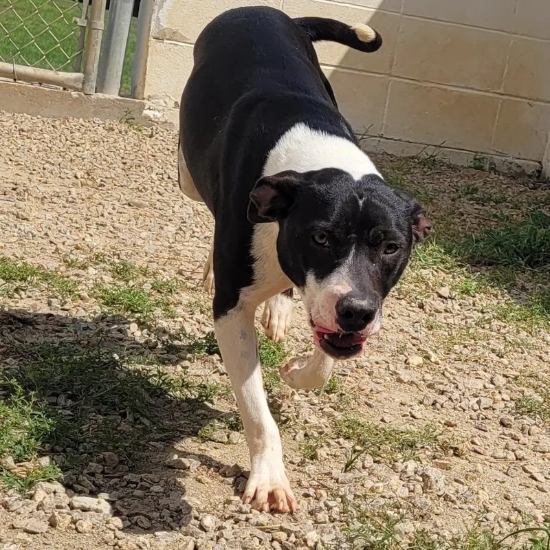 Coachella thumbnail 3