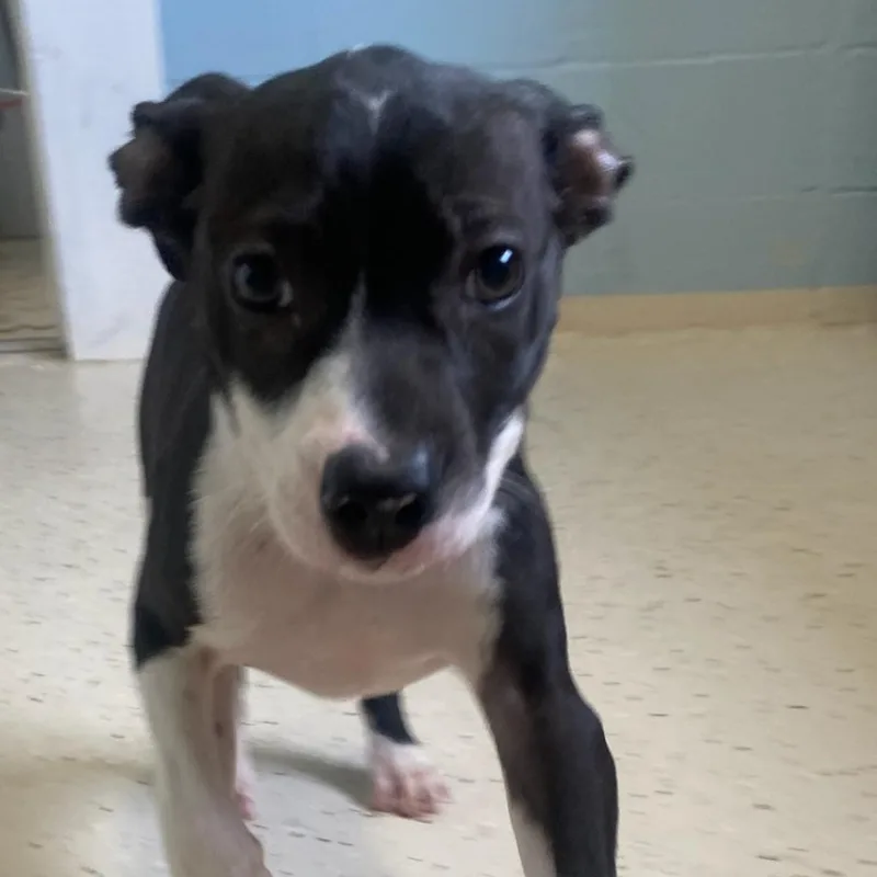 Coachella thumbnail 4