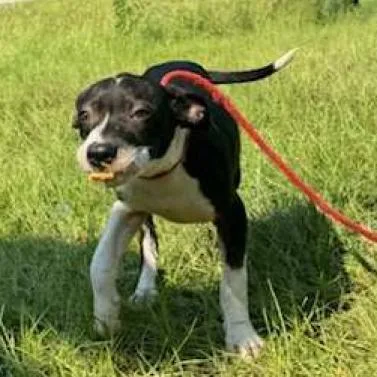 Coachella thumbnail 6