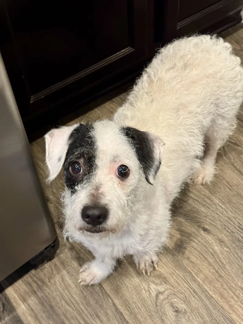 An adult small-sized female White / Cream Miniature Poodle dog named Reese for adoption in Austin, TX