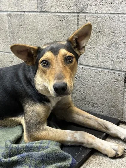 A young medium-sized male German Shepherd Dog dog named Gilligan for adoption in Red Bluff, CA