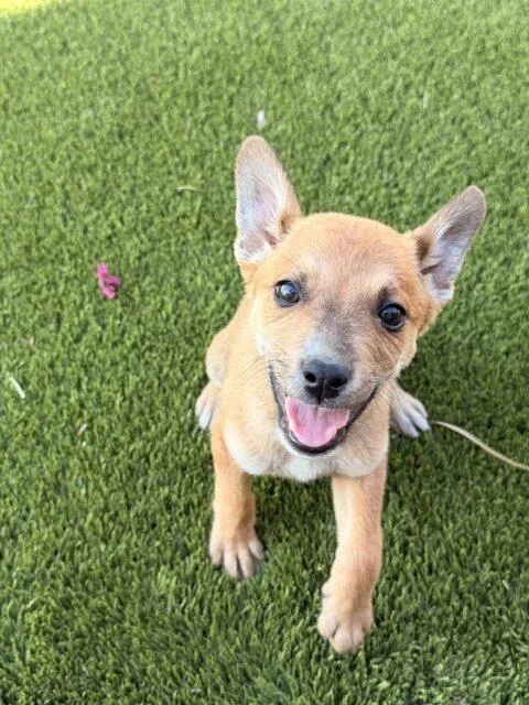 A baby small-sized male Apricot / Beige Australian Cattle Dog / Blue Heeler dog named Captain for adoption in Henderson, NV
