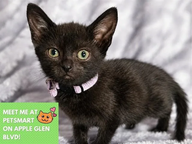 A baby small-sized female Domestic Short Hair cat named Guppy for adoption in Fort Wayne, IN