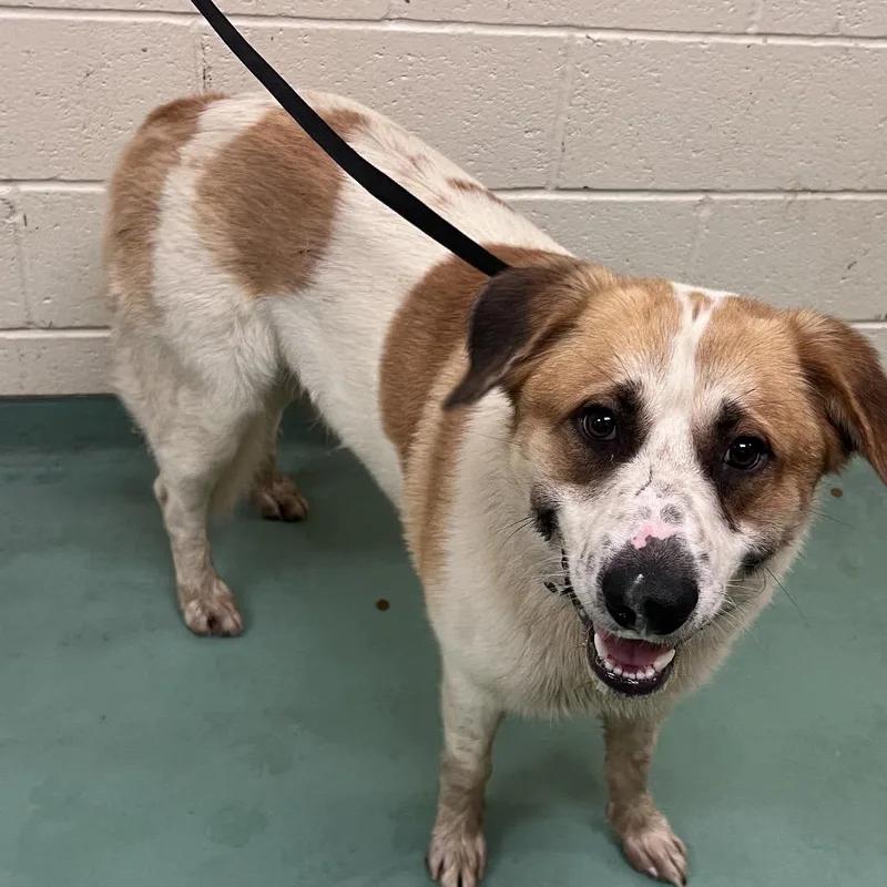 An adult large-sized male White / Cream Mixed Breed dog named Fresier for adoption in Memphis, TN