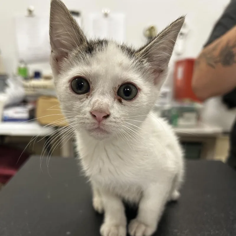 A baby small-sized female White Domestic Short Hair cat named Lacey for adoption in Upland, CA