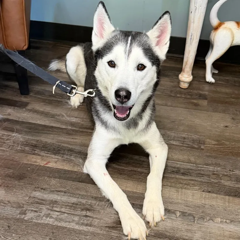 An adult medium-sized male Black Husky dog named Shawzeey for adoption in Sequatchie, TN
