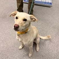 A young medium-sized female Yellow / Tan / Blond / Fawn Husky dog named Madeline for adoption in Durango, CO